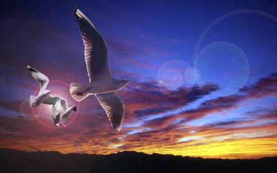 They came in the evening, then, and found Ionathan  gliding  peaceful and alone through his beloved sky